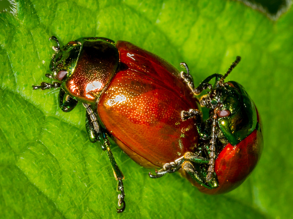 Leaf Beetle (Chrysomela populi)