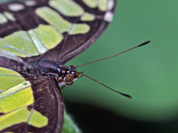 Buterfly (Macro)