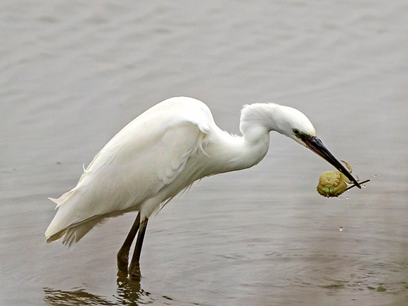 Little Egret and crab