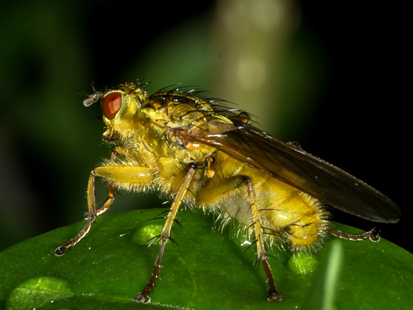 Yellow Dung-fly (Scathophaga stercoraria)
