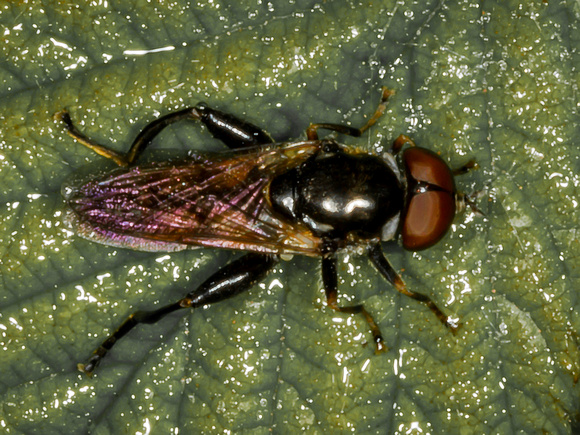 Hoverfly (Tropidia scita)