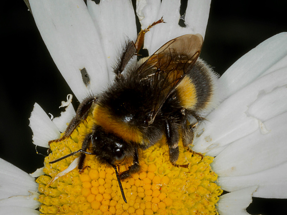 Bee (Bombus terrestris)