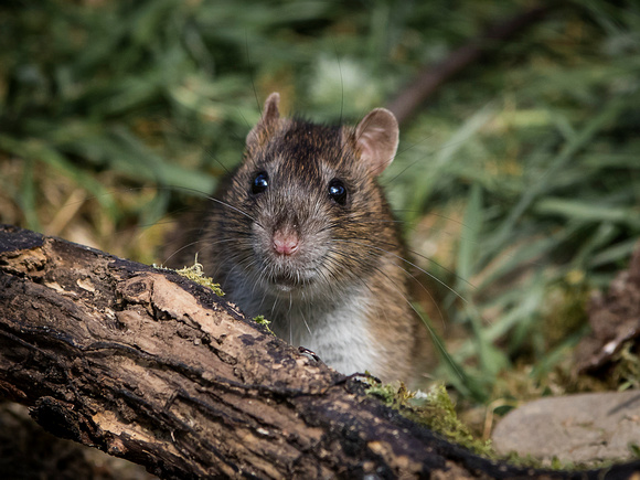Common Brown Rat (Rattus norvegicus)