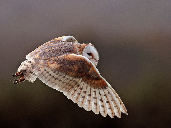Barn Owl (Tyto alba) (2)