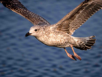 Herring Gull (Larus argentatus) (6) (J)