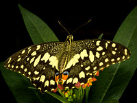 Citrus - Christmas Swallowtail (Papilio demobocus)