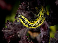 Caterpillar of the Large White (Pieris brassicae)