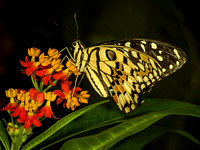 Citrus - Christmas Swallowtail (Papilio demobocus) (2)