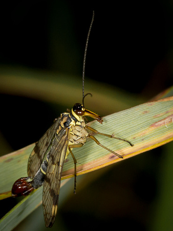 Scorpion Fly (Panorpa germanica)