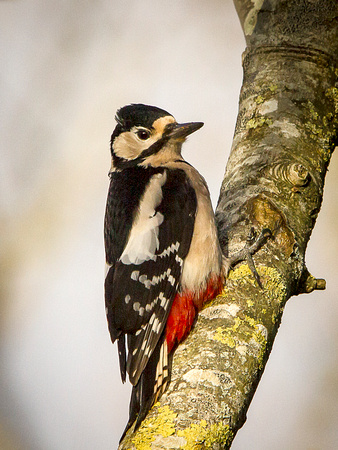 Great Spotted Woodpecker (Dendrocopus major) (6)