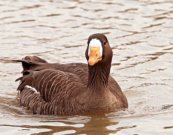 White-fronted Goose (Anser albifrons) (2)