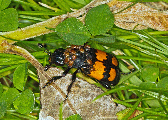Burying Beetle (Nicrophorus vespilloides)