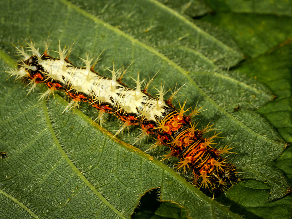 Caterpillar of the Comma (Nymphalis c-album)