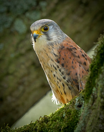 Kestrel (Falco tinnunculus) (6)