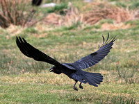 Raven (Corvus corax) (3)