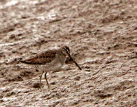 Dowitcher (Long-Billed)