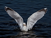 Herring Gull (Larus argentatus) (3)