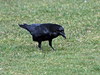 Raven (Corvus corax) (4)