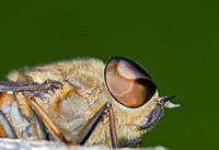 Horse-fly (Tabanus sudeticus) (2)