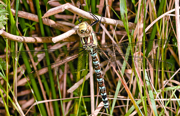 Southern Hawker (Aeshna cyanea) note the rare form with blue in all the abdominal segments