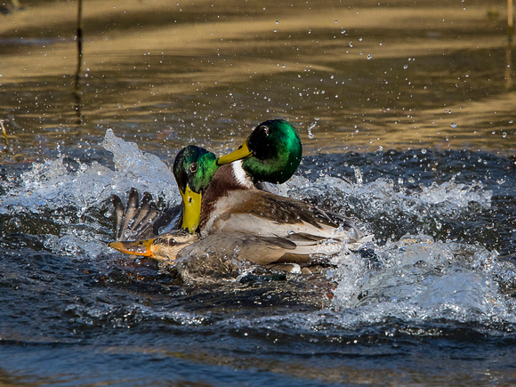 Two Mallards fighting over a female