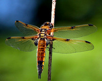 Four-spotted chaser (Libellula quadrimaculata) (3)