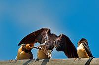 Swallow (Hirundo rustica) (3)