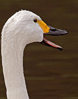 Bewick's Swan (Sygnus columbianus) (6)