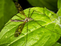 Crane-Fly (Tipula maxima)