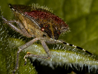 Sloe Bug (Dolycoris baccarum) (2)