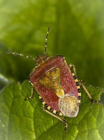 Sloe Bug (Dolycoris baccarum)