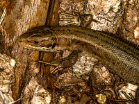 Common Lizard (Lacerta vivpara)