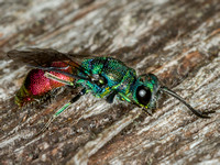 Ruby-tailed Wasp (Chrysis ignita)