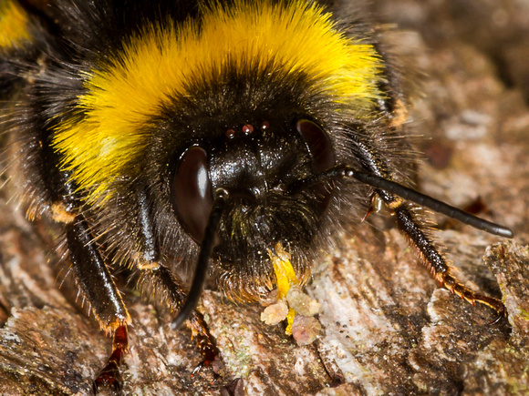Bumble Bee (Bombus lucorum)