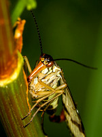 Scorpion Fly (Panorpa communis) (2)
