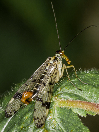 Scorpion Fly (Panorpa communis) (3)