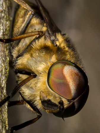 Horse Fly (Tabanus sudeticus)