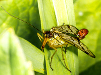 Scorpion Fly (Panorpa communis) (4)