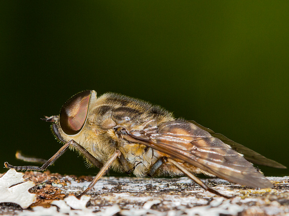 Horse Fly (Tabanus sudeticus) (2)