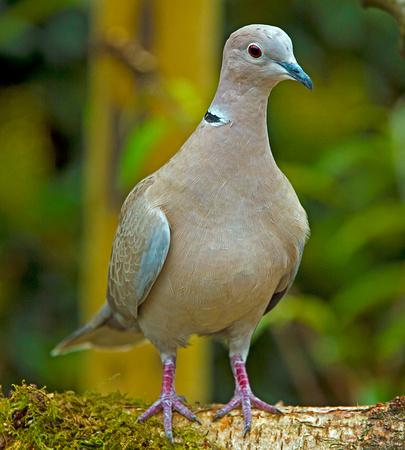 Collared Dove (Streptopelia) (2)