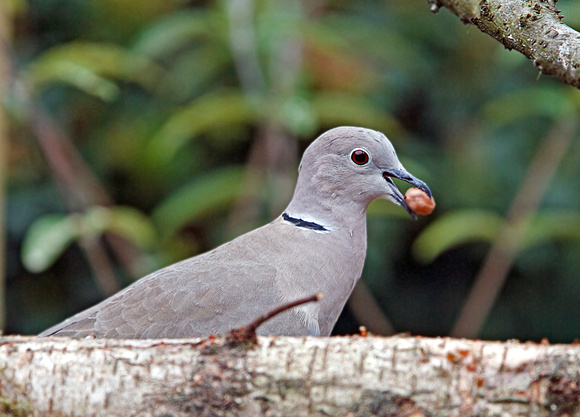 Collared Dove (Streptopelia) (3)