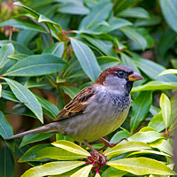 House Sparrow (Passer domesticus) (3)