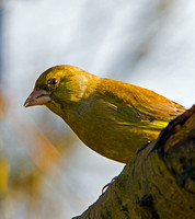 Greenfinch (Carduelis chlois) (4)