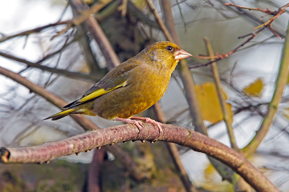 Greenfinch (Carduelis chlois) (5)