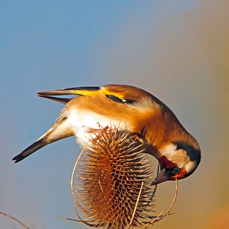 Goldfinch (Chlois chloris) (8)