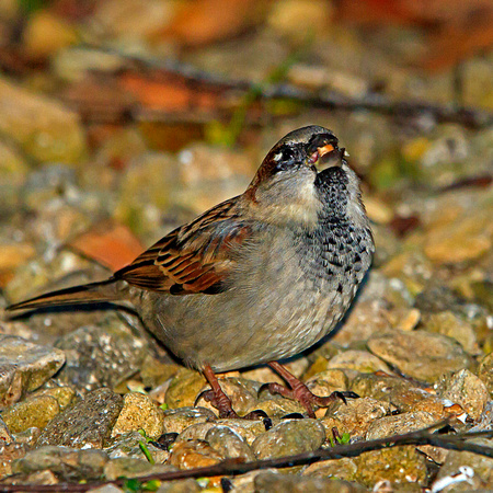 Sparrow (Passer domesticus) (6)