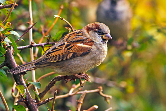 Sparrow (Passer domesticus) (7)