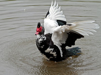 Moscovy duck (Cairina moschata)