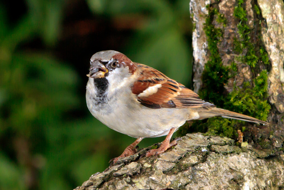 House Sparrow (Passer domesticus) (8)
