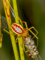 Comb-footed Spider (Enoplognatha ovata)